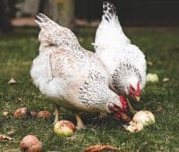 Poules qui picorent