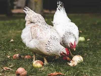 Poules qui picorent