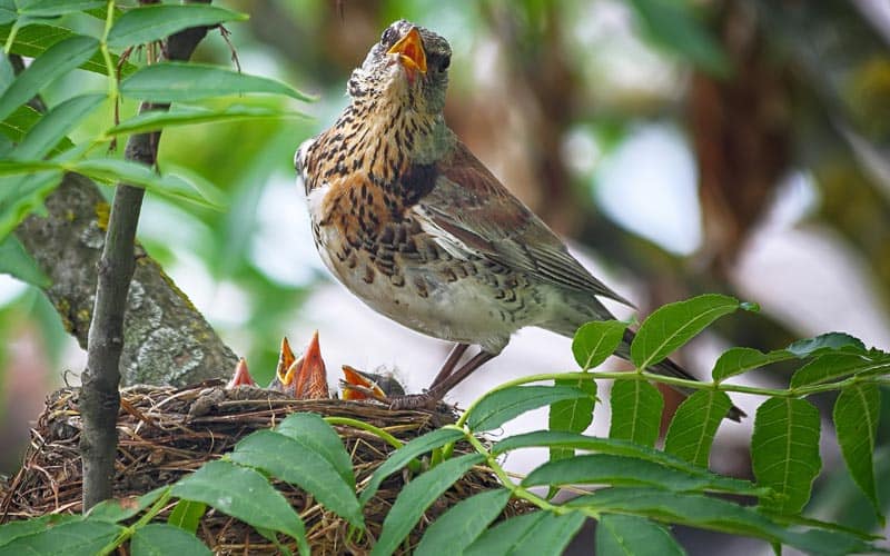 Oiseau qui nourrit les oisillons dans le nid
