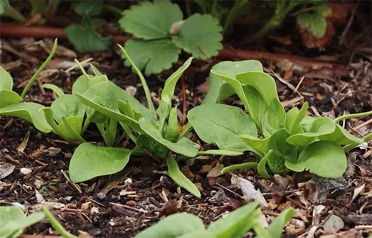 Les légumes-feuilles comme les épinards peuvent être semés en mai.