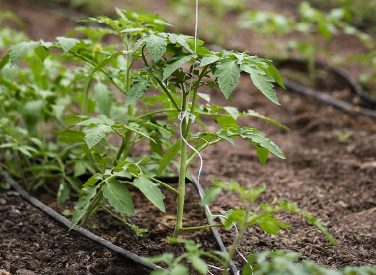 Les légumes du soleil (ici un jeune plant de tomate) seront plantés en pleine terre à partir de la mi-mai.