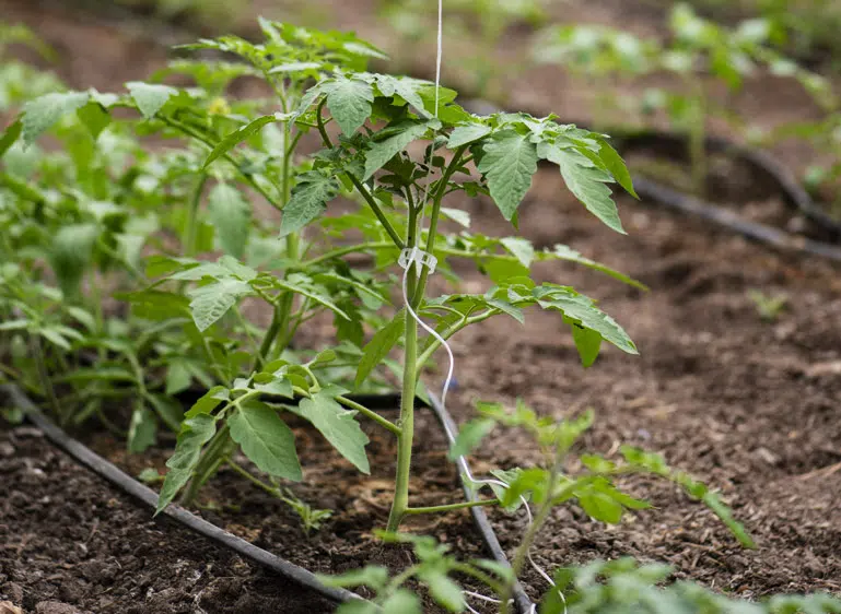 Les légumes du soleil (ici un jeune plant de tomate) seront plantés en pleine terre à partir de la mi-mai.