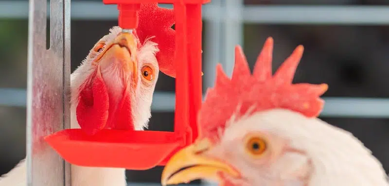 Poule boit de l'eau potable