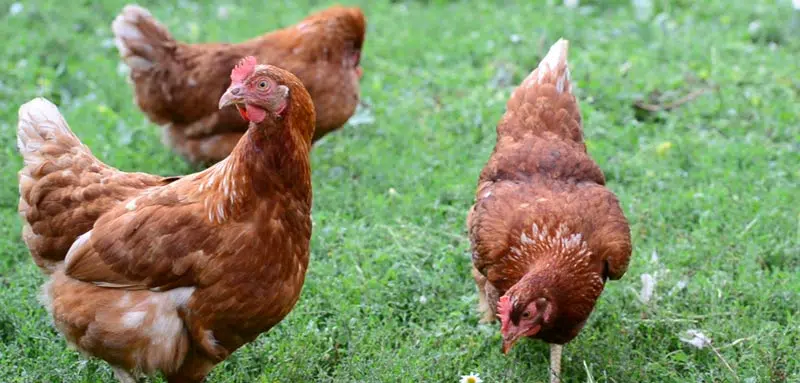 Les poules ont besoin d'herbe pour se nourrir