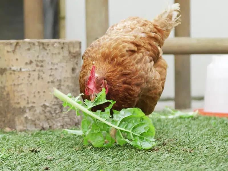 Poule picore une feuille de laitue