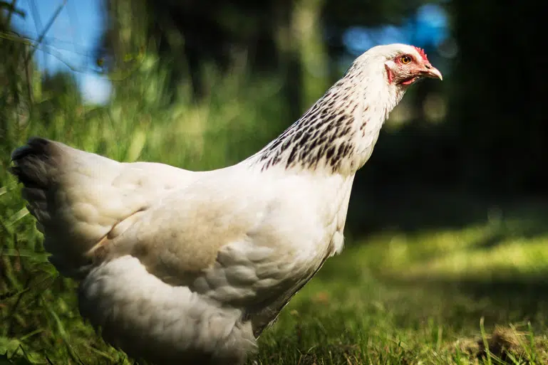 Utilisation de poules contre le frelon asiatique