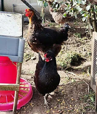 Une litière de paille un peu souillée peut être utilisée au potager.