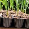 Légumes et plantes à cultiver en mai