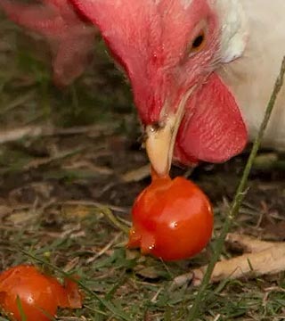 Ne pas donner de tomates aux poules