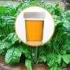 Peut-on utiliser de l'urine comme engrais naturel ?