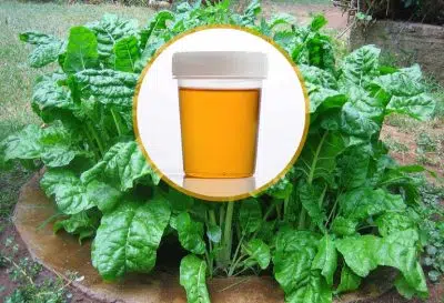 Peut-on utiliser de l'urine comme engrais naturel ?