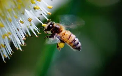 pollinisation par les abeilles