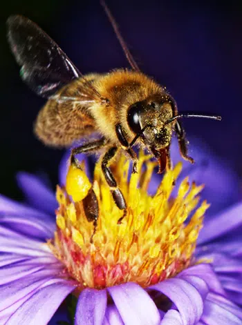 Les abeilles et la pollinisation