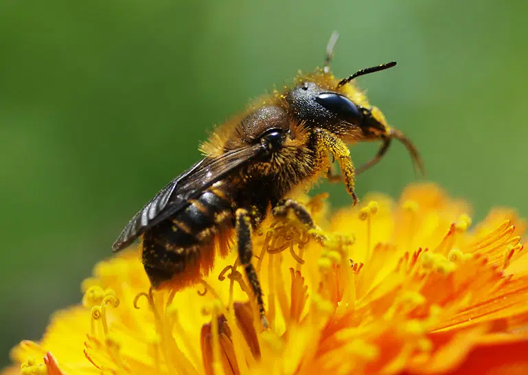 Abeille maçonne