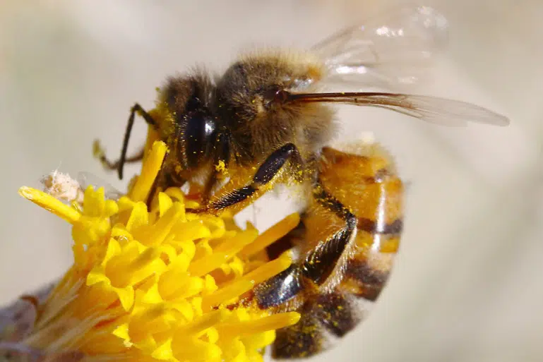 Abeille qui butine une fleur