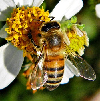 Pollinisation par une abeille