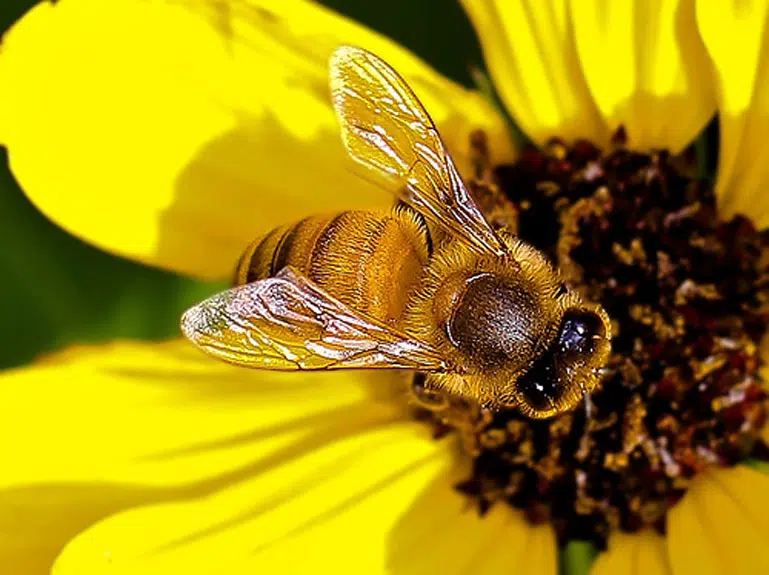 Abeille sur une fleur