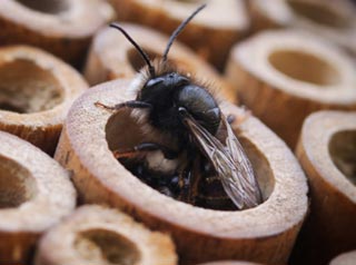Abeille solitaire