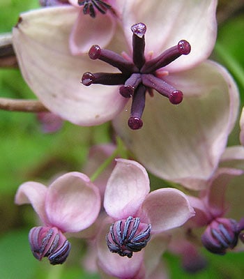 L'akebia