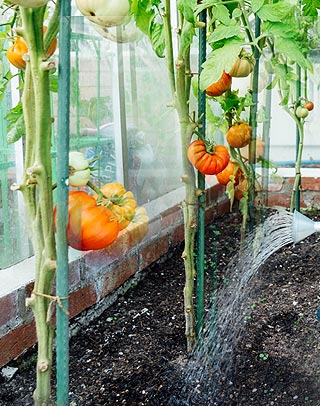 Arrosage tomates