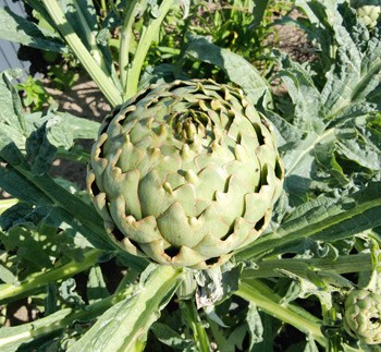 Artichaut au potager