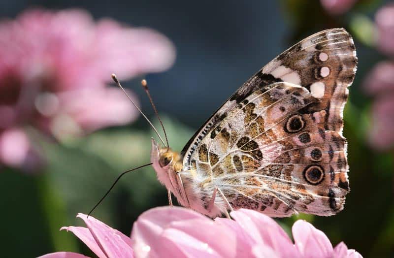 Le papillon se nourrit du nectar des fleurs