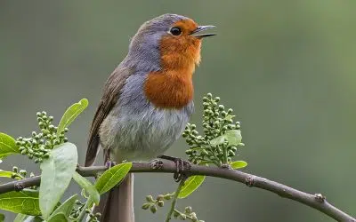 attirer les oiseaux au jardin