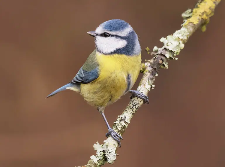 Mésange bleue (Parus caeruleus)