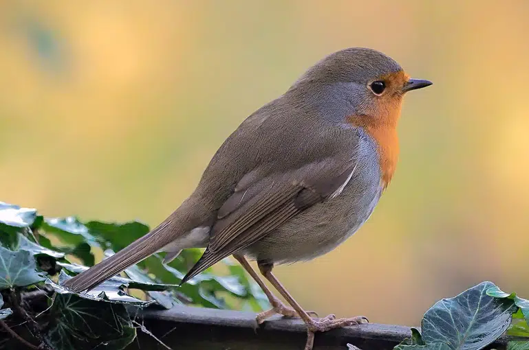 Rouge-gorge familier (Erithacus rubecula)