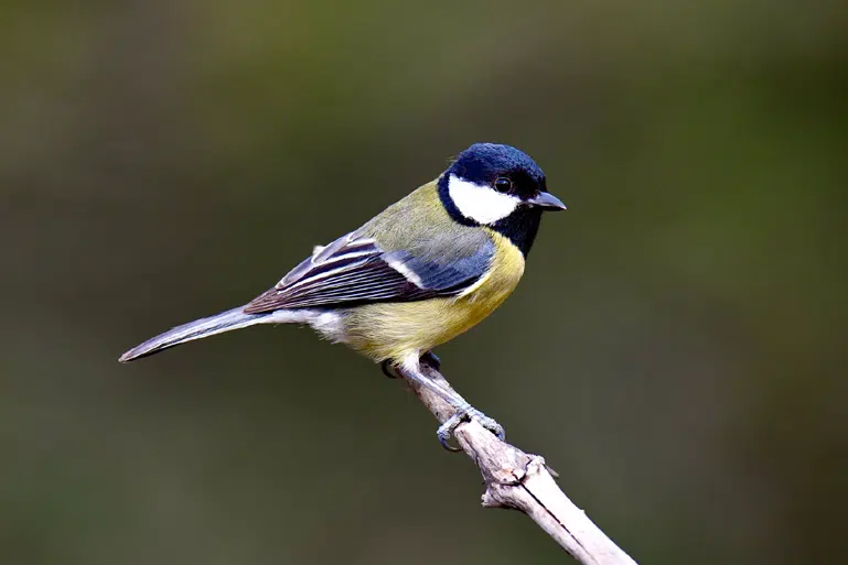 Mésange charbonnière (Parus major)