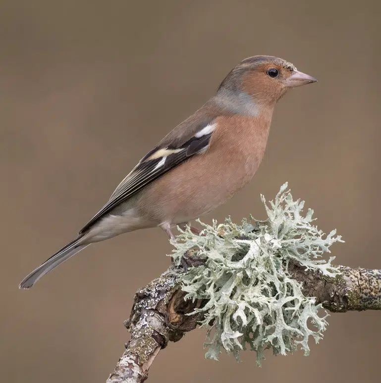 Pinson des arbres (Fringilla coelebs)