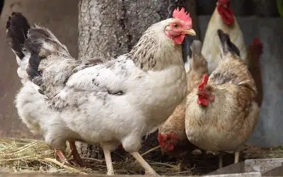 Avoir des poules à la maison