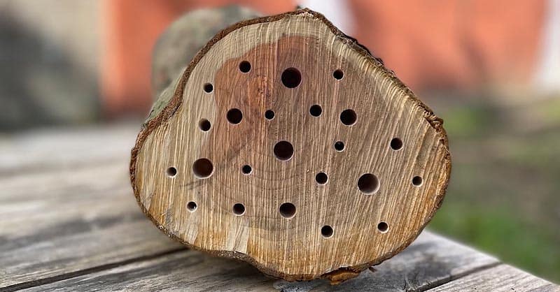 Bûche de bois percée pour accueillir les osmies