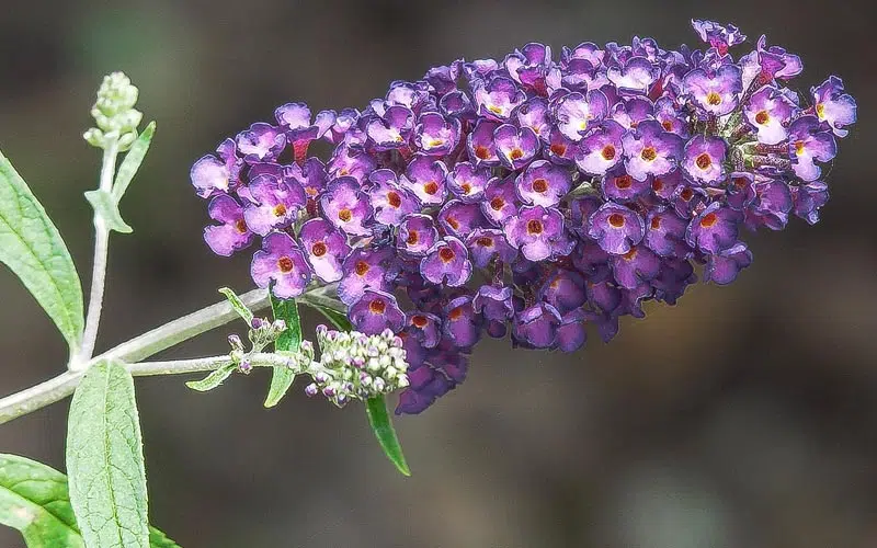 Le Buddleia, également connu sous le nom d'arbre à papillons, est un arbuste ornemental apprécié pour ses grappes de fleurs colorées et son attrait pour les papillons.