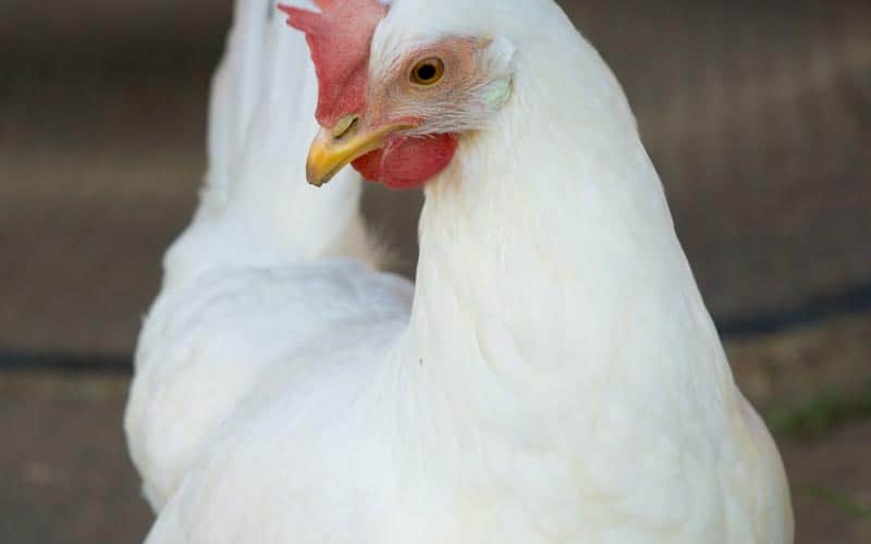 Bien choisir ses poules