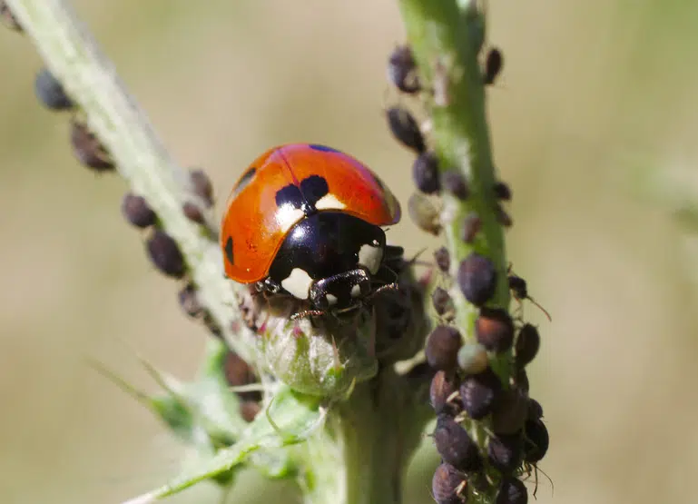 Les coccinelles raffolent des pucerons noirs