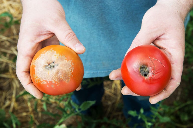 L'arrosage régulier pour prévenir le cul noir de la tomate
