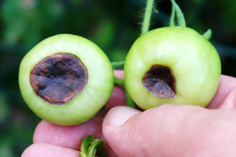 Cul noir de la tomate