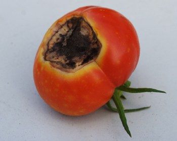 Nécrose apicale de la tomate