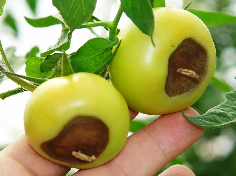 Traiter le cul noir de la tomate