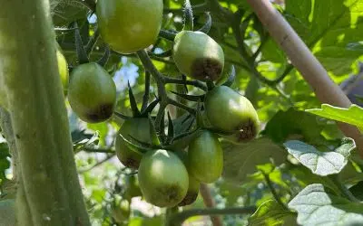 traiter et prévenir le cul noir de la tomate