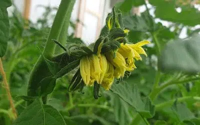 Fleur de tomate tête de chat ou catface