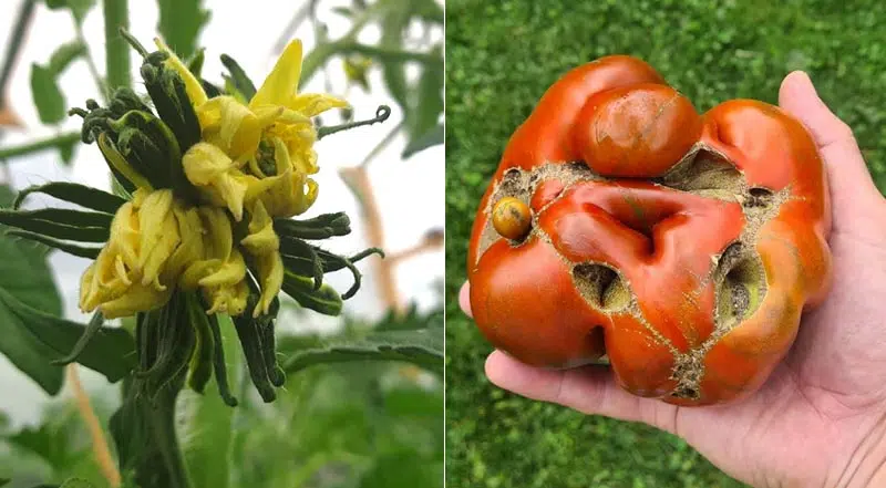 Fleur d'un côté et tomate de l'autre issue de la même fleur