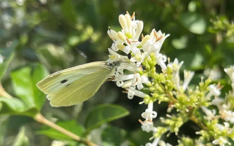 Fleurs à papillons