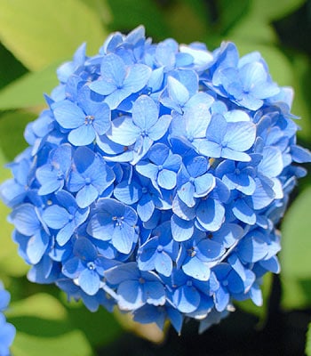 L'hortensia