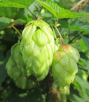 Le houblon