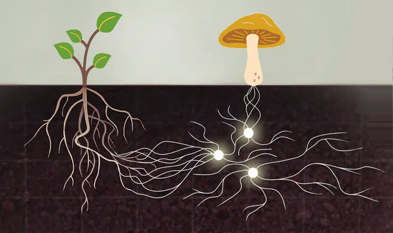 Mycorhization