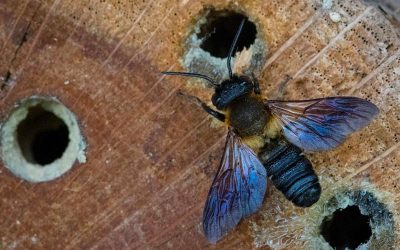 Nichoir abeille solitaire (osmie)