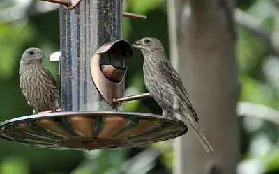 erreurs nourrissage des oiseaux