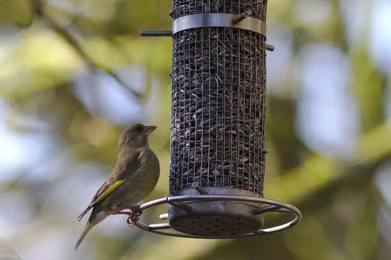 Mangeoire à oiseaux